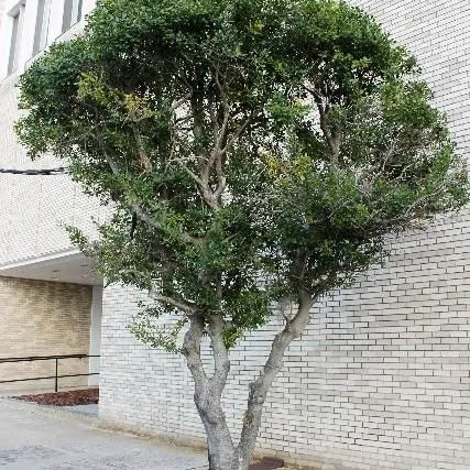 thumbnail for publication: Ilex x attenuata: 'East Palatka' Holly